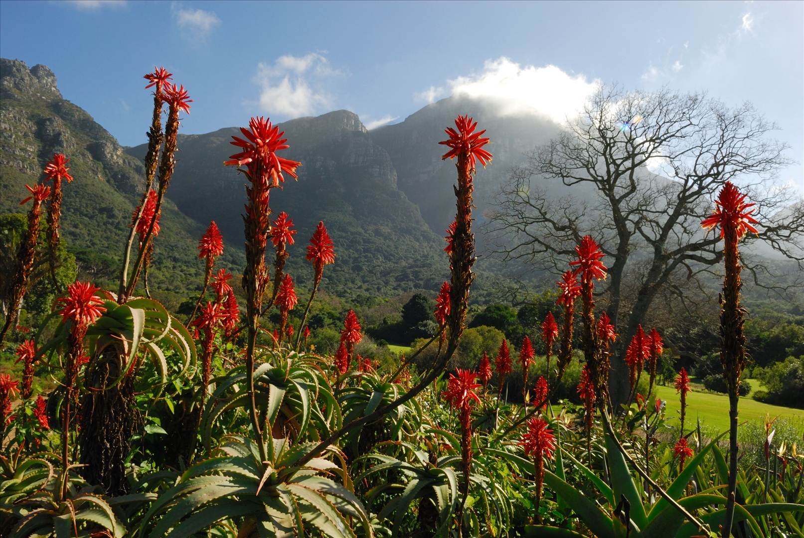 Ботанический сад Кирстенбош Кейптаун растения