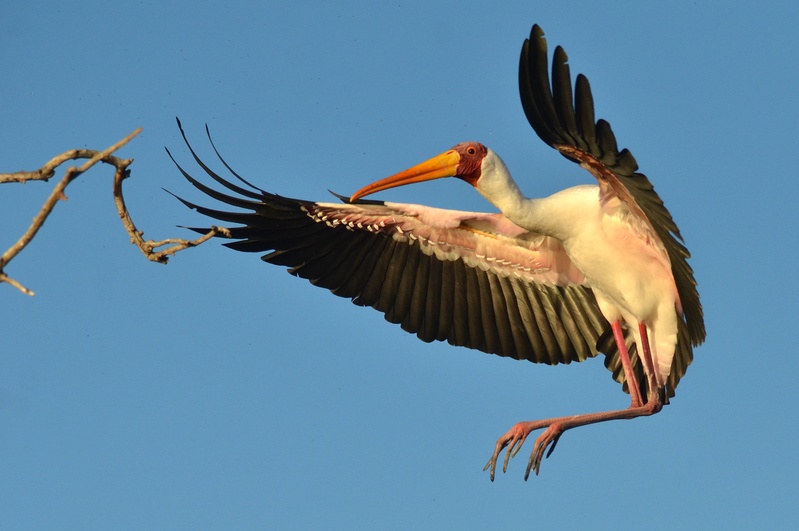 Национальный парк Чобе, Ботсвана, птицы