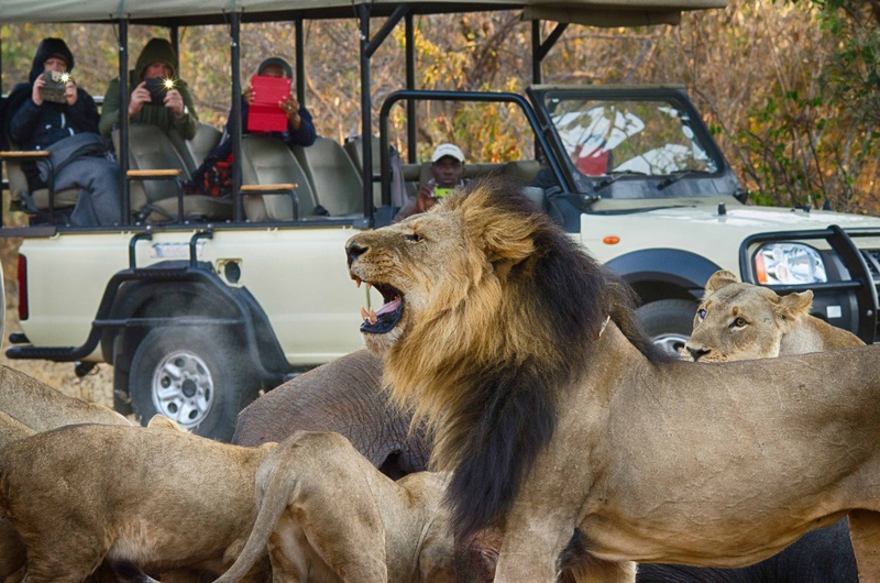 Национальный парк Чобе, Ботсвана, сафари