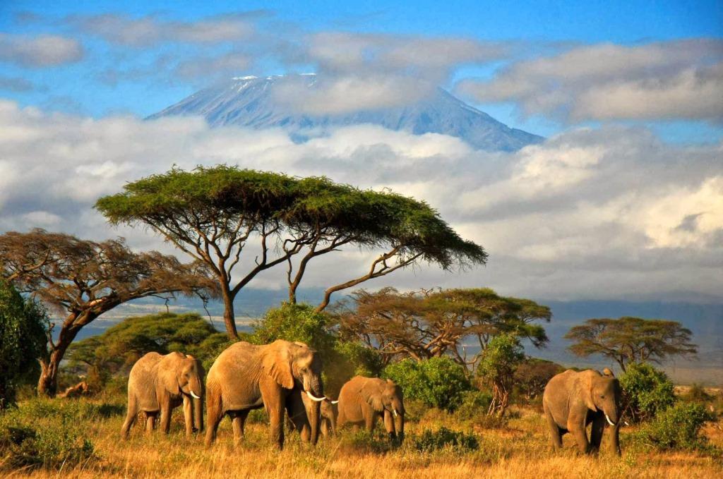 Кения самбуру, семья слонов