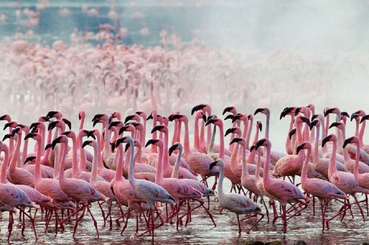 Кения Великая рифтовая долина, розовые фламинго