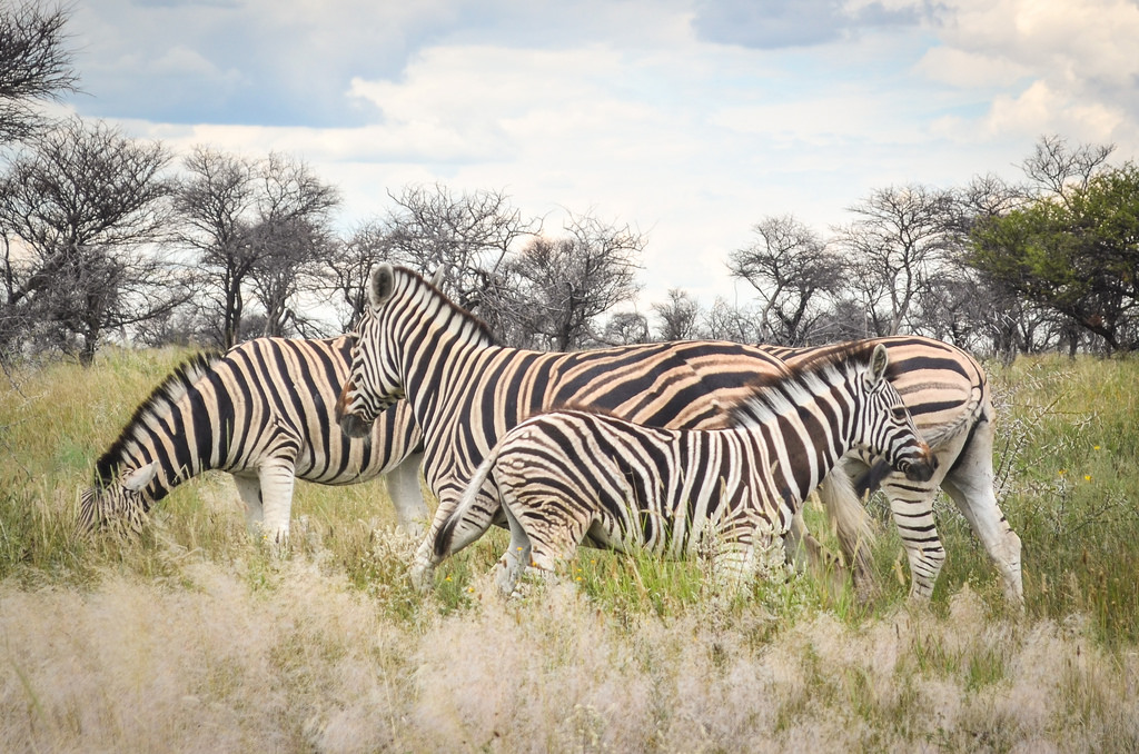 Этоша-национальный-парк-Намибия