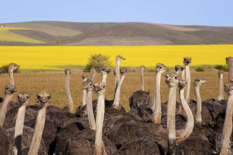 Приключенческий тур в ЮАР, Кейптаун, страусовая ферма