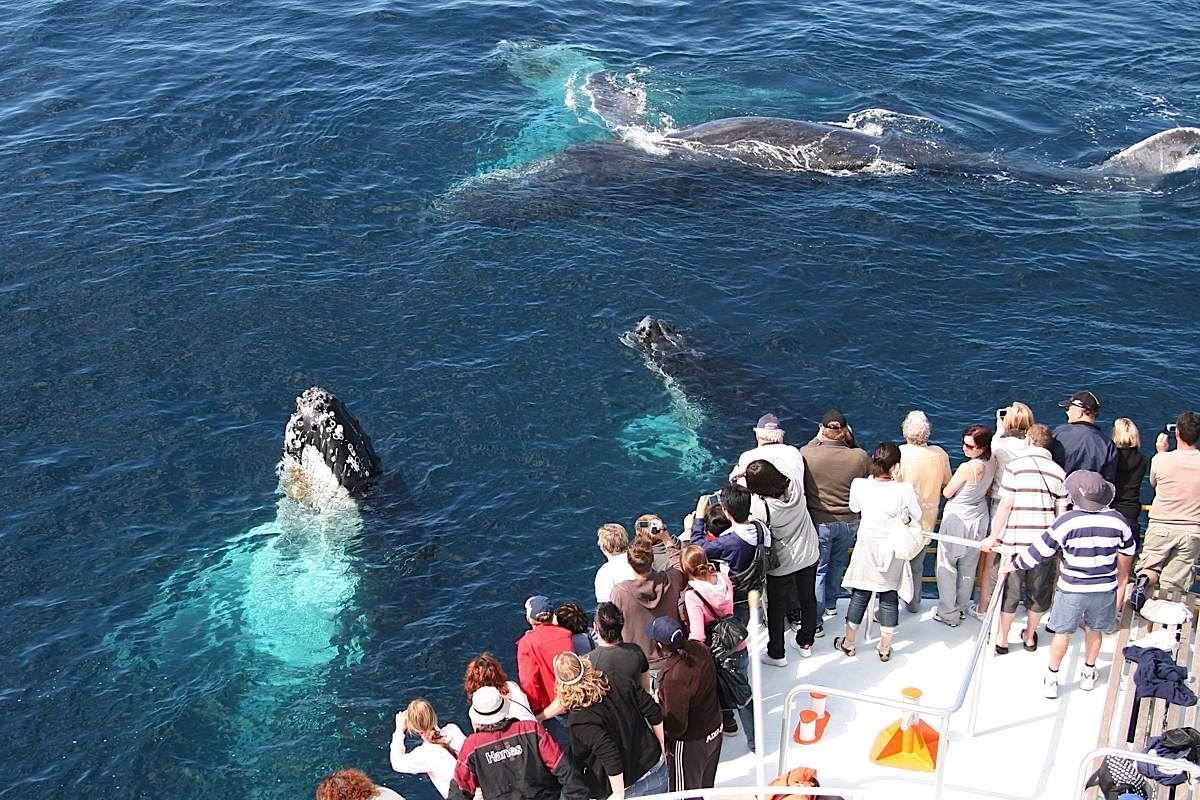 Наблюдение за китами