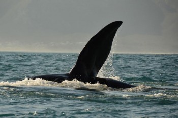 Южная Африка Тур в Кейптаун, киты в Херманусе