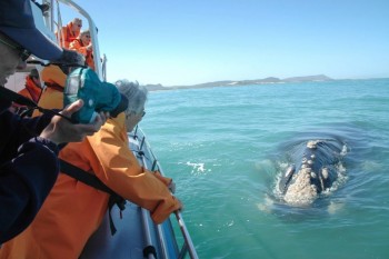 Наблюдение за китами в Херманусе
