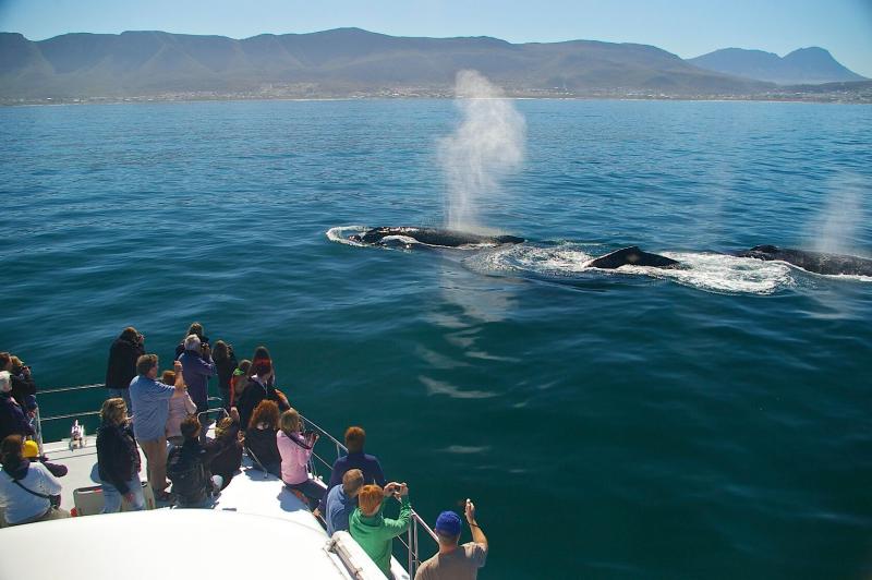 киты в Херманусе, Кейптаун, Южная Африка