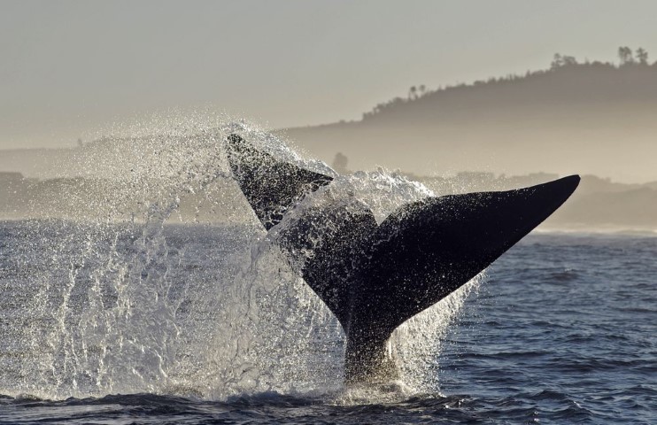 Экскурсия-тур: Южная Африка, Кейптаун, киты в Херманусе