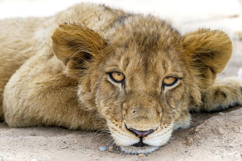 Lion&safari парк Йоханнесбург Южная Африка