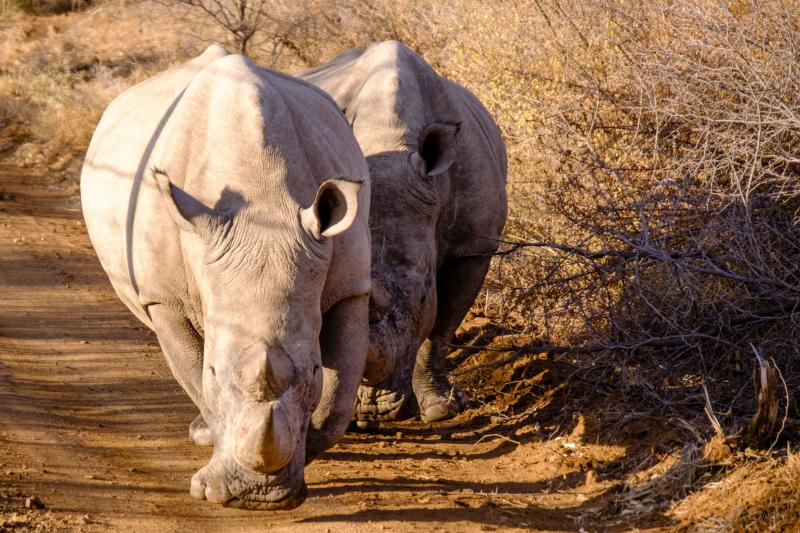 Носороги Пиланесберг национальный парк Йоханнесбург Южная Африка