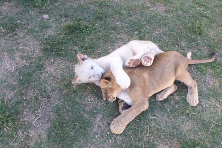 парк львов в Йоханнесбурге