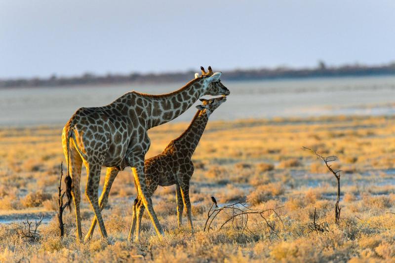Этоша национальный парк Намибия